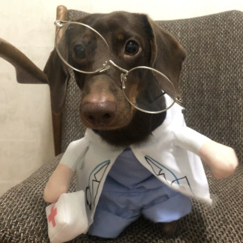 The Dachshund Doctor Transforms Into An Interesting And Funny Costume